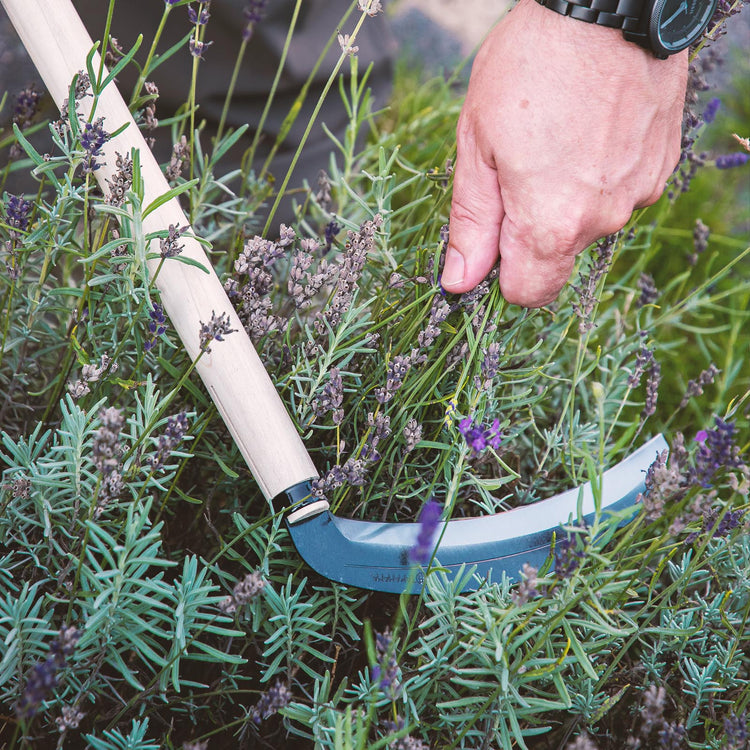 TAKAHANA Grassichel beim zurückschneiden von Lavendel